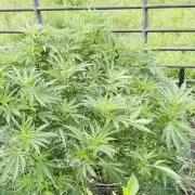 Outdoor organic 2026.