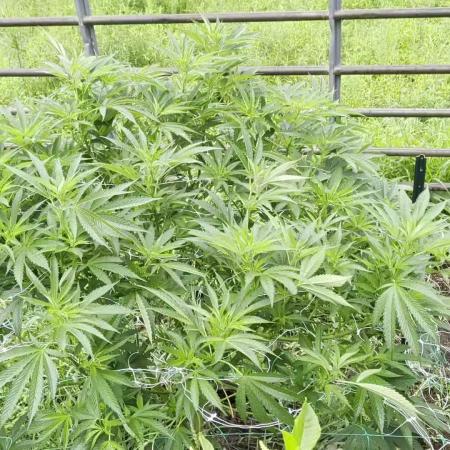 Outdoor organic 2026.