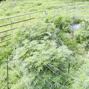 Outdoor organic 2026.