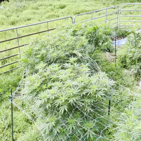 Outdoor organic 2026.