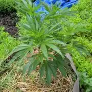 Outdoor organic 2026.