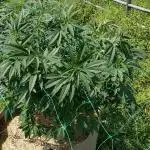 Ethos hash plant hunt