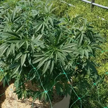 Ethos hash plant hunt