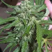 Outdoor organic 2026.