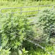 Outdoor organic 2026.