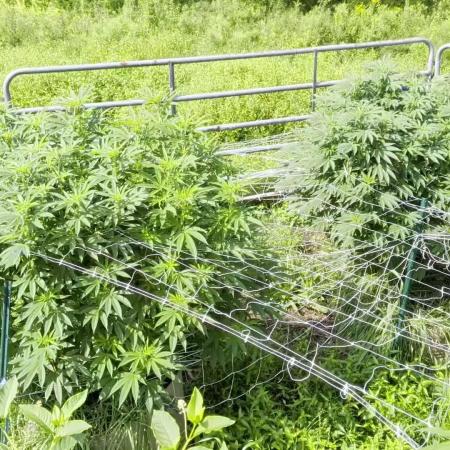 Outdoor organic 2026.