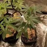 Super deluxe f4