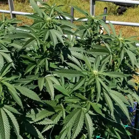 Ethos hash plant hunt