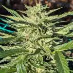 Ethos hash plant hunt