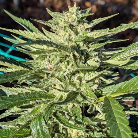 Ethos hash plant hunt