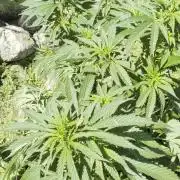 Outdoor organic 2026.