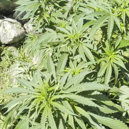 Outdoor organic 2026.