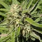 Outdoor organic 2026.