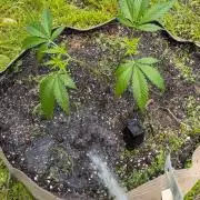 Outdoor organic 2026.