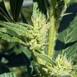 Ethos hash plant hunt