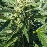 Ethos hash plant hunt