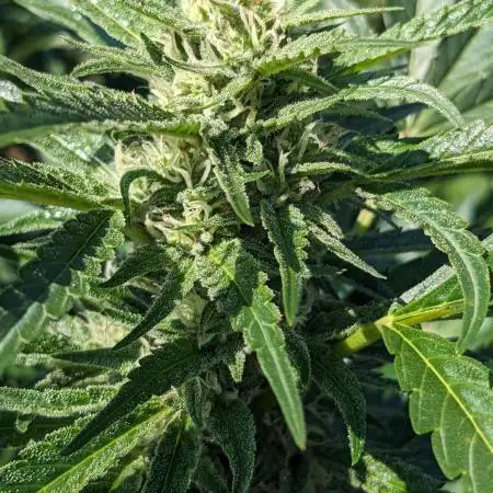 Ethos hash plant hunt
