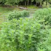 Outdoor organic 2026.
