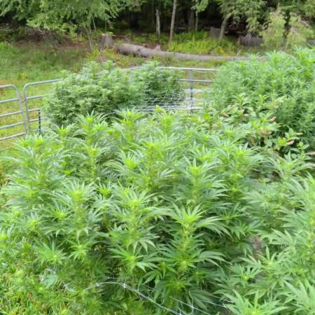Outdoor organic 2026.