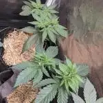 Ethos hash plant hunt