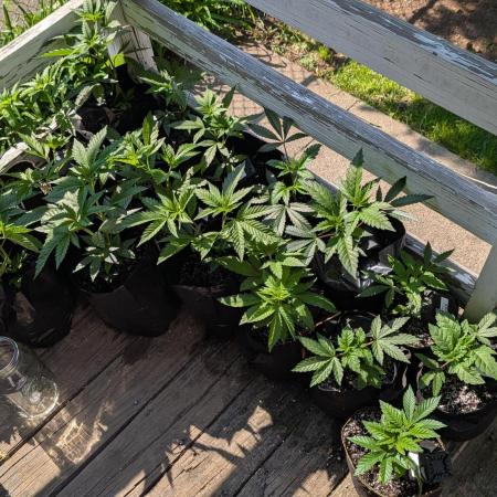 Outdoor organic 2026.