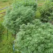 Outdoor organic 2026.