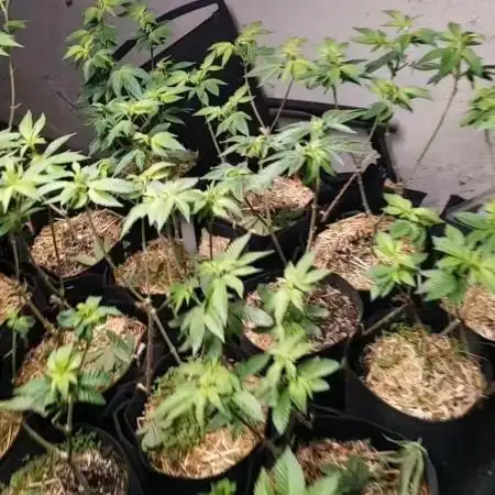 Ethos hash plant hunt