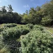 Outdoor organic 2026.