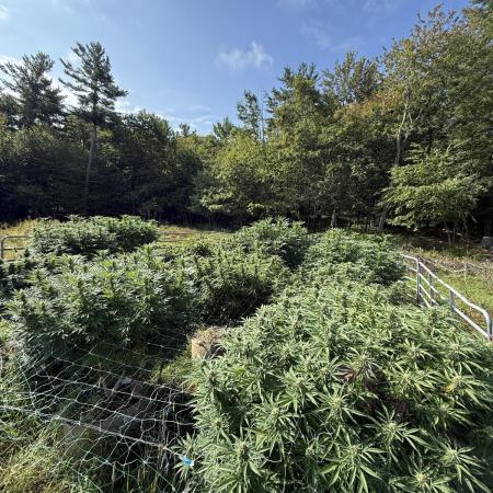 Outdoor organic 2026.