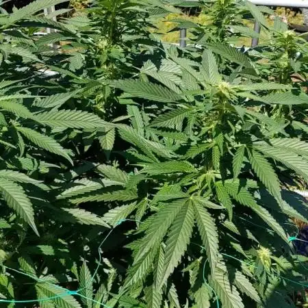 Ethos hash plant hunt