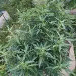 Ethos hash plant hunt