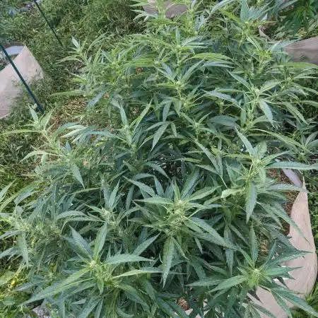 Ethos hash plant hunt