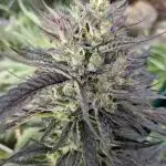 Ethos hash plant hunt