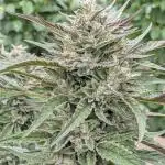 Ethos hash plant hunt