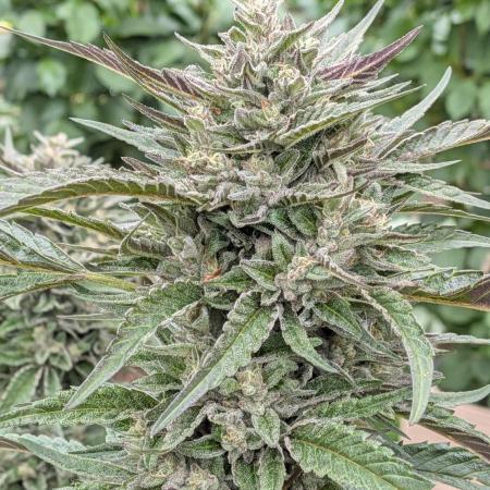 Ethos hash plant hunt