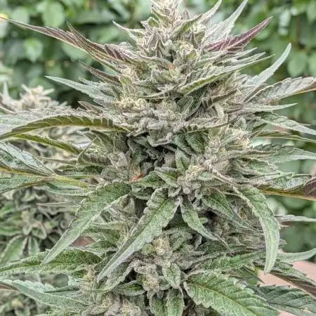 Ethos hash plant hunt
