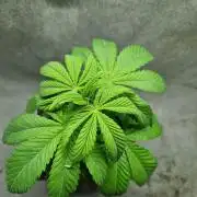 Gooseberry