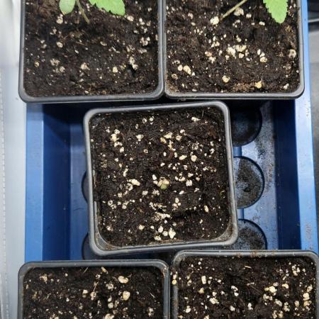 Orange Bud 2.0
