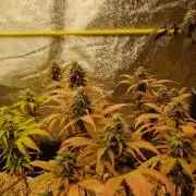 White Widow x The Ultimate