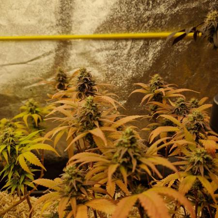 White Widow x The Ultimate