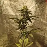 Triple Mint XXL