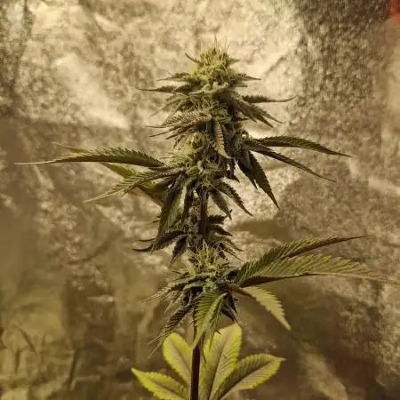 Triple Mint XXL