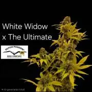 White Widow x The Ultimate