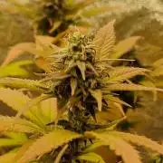 White Widow x The Ultimate