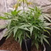 White Widow x The Ultimate