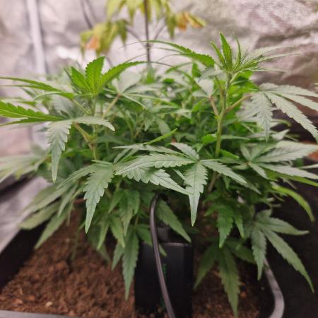 White Widow x The Ultimate