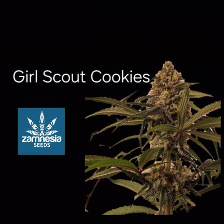 Girl Scout Cookies