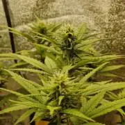 White Widow x The Ultimate