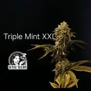 Triple Mint XXL