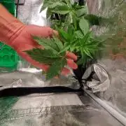 Triple Mint XXL